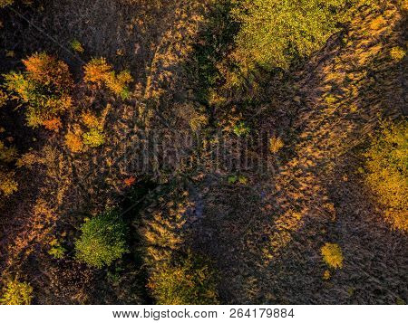 Aerial Top Down: Beautiful Autumn Trees In Yellow, Orange And Red Forest On Sunny Autumn Day.