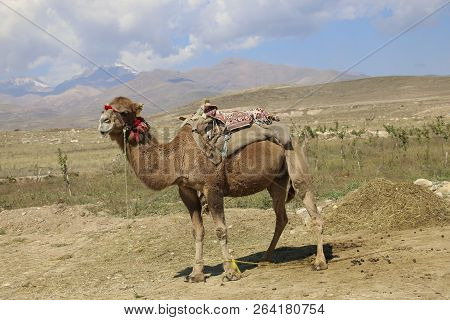 Camel In Multi-colored Pompons Near The Summit Of The Inactive Volcano Sabalan (savalan) In The Nort