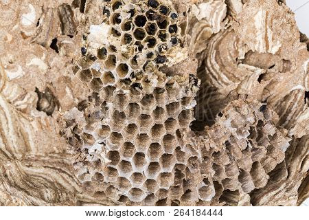 Close Up Of Asian Hornet Wasp Nest Honeycombed Insect Macro With Larva Larvae. Poisonous Venom Anima