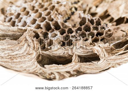 Close Up Of Asian Hornet Wasp Nest Honeycombed Insect Macro With Larva Larvae. Poisonous Venom Anima