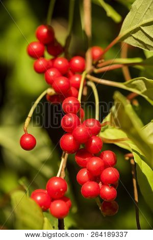 Red Schisandra Berries And Leaves In Nature
