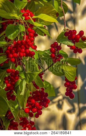 Red Schisandra Berries And Leaves In Nature