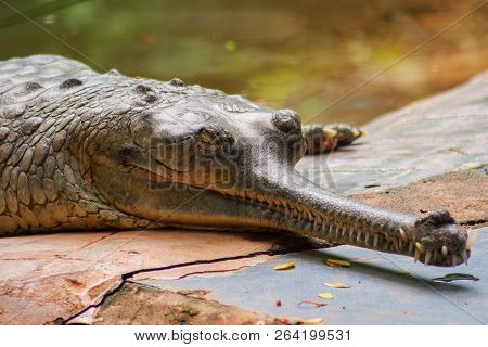 Male Gharial  Crocodile Crawling At Arignar Anna Zoo In Chennai, India