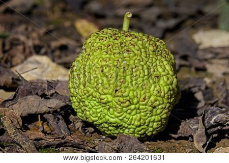 Maclura Pomifera Known As Osage Orange Fruit Lying On The Ground. It Is A Small Deciduous Tree Or La