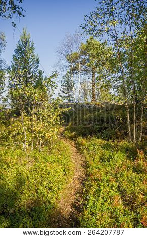 Forest Karelia Russia Autumn Birch Pine Trees