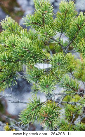 White Feather On Pine Branch Karelia Russia Green Needles Tree Background