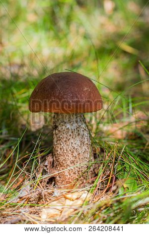 Orange-cap Boletus In Grass Karelia Russia Red Mushroom