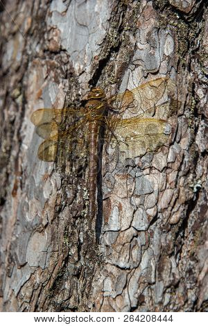 Dragonfly On Tree Bark Karelia Russia Pine Bark