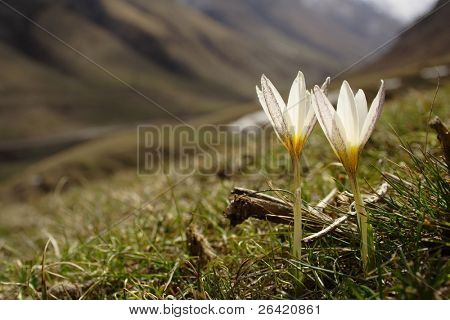 雪花莲