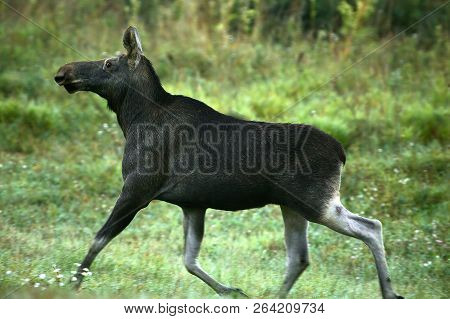 A Female Elk (alces Alces) Photographed Close Up In Natural Conditions, Runs On A Meadow In The Earl