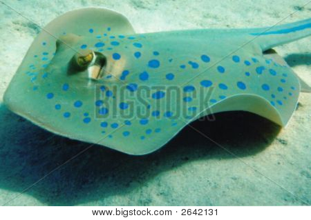 blau gefleckten Stachel