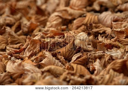Carpet Of Fallen Autumn Leaves On Grass. Beautiful Colorful Leaves In Autumn Forest. Red, Orange, Ye