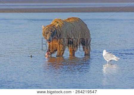 Bear Eating A Salmon On A Tidal Estuary In Hallo Bay In Katmai National Park In Alaska