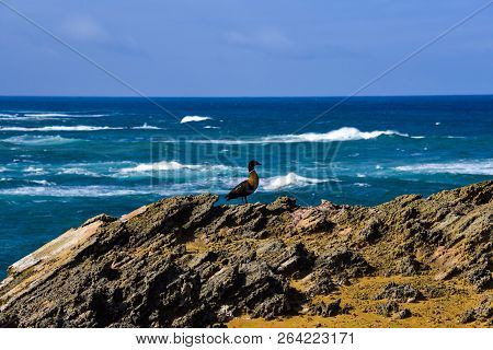 A Black And Brown Duck Overlooking The Sea On Top Of A Cliff In Thunder Point Warrnambool South West