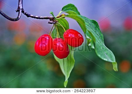 Ripe Cornel Fruits On A Branch Of Cornel Tree In The Daytime