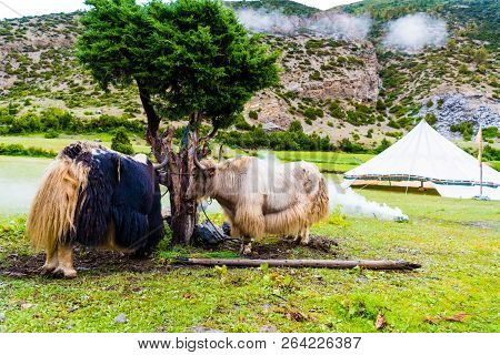 Himalayan Yaks On Annapurna Circuit Track, Nepal