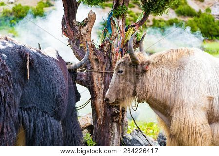 Himalayan Yaks On Annapurna Circuit Track, Nepal