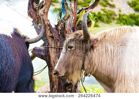 Himalayan Yaks On Annapurna Circuit Track, Nepal