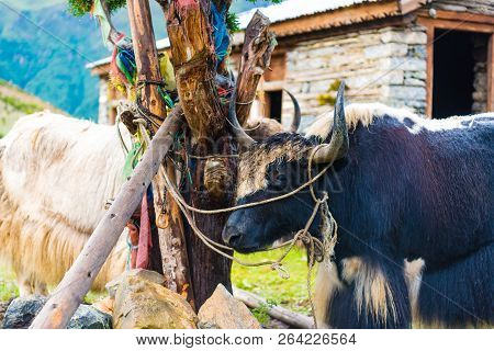 Himalayan Yaks On Annapurna Circuit Track, Nepal