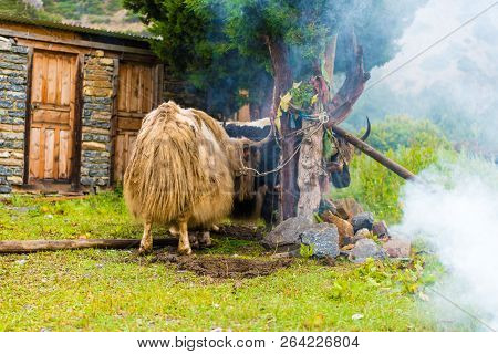 Himalayan Yaks On Annapurna Circuit Track, Nepal
