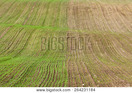 Half Of The Field With Germinated Sprouts Of Wheat After Its Sowing, Winter Varieties Of Plants