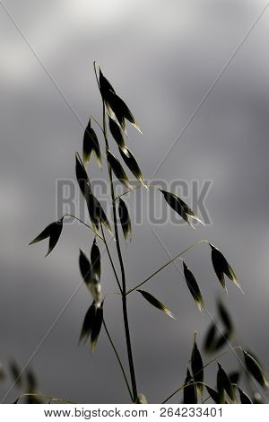 Dark, Unlighted Spikelets Of Oats With Grains On The Background Of Gray Sky