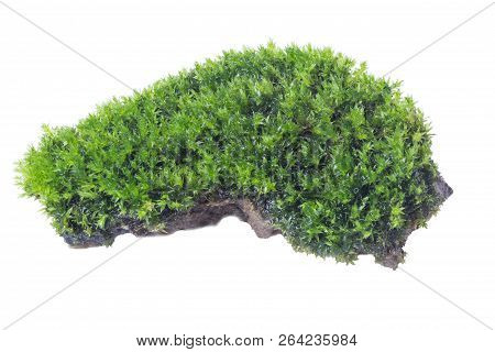 Green Moss Isolated On White Background Close Up..