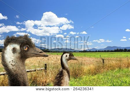 Two Emus Head View With Countr View In The Background