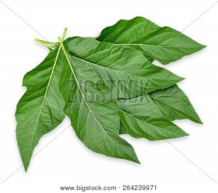Gymnanthemum Extensum Isolated On White With Clipping Path.