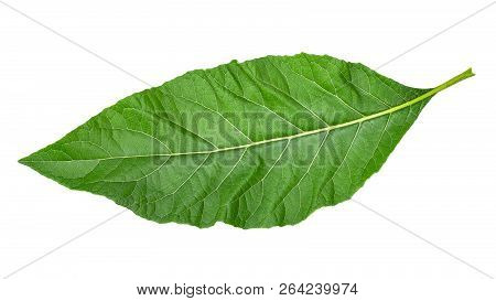 Gymnanthemum Extensum Isolated On White With Clipping Path.