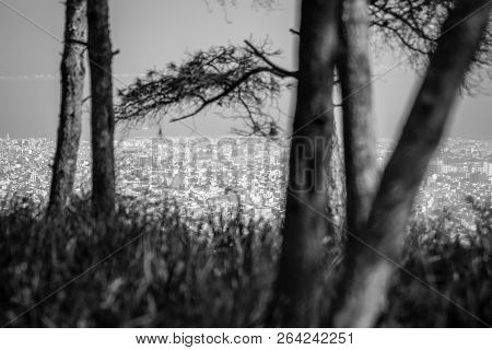 Day In The Forest