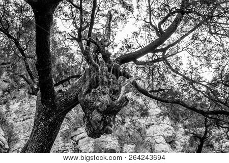 Head Of Dragon In The Forest