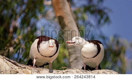 Australian Radjah Shelducks, Commonly Known As Burdekin Ducks, Sitting On A Tree Branch