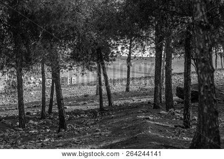 Day In The Forest