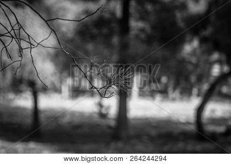 Day In The Forest