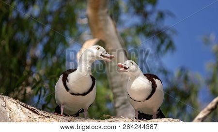 Australian Radjah Shelducks, Commonly Known As Burdekin Ducks, Sitting On A Tree Branch