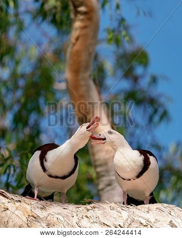 Australian Radjah Shelducks, Commonly Known As Burdekin Ducks, Sitting On A Tree Branch