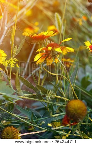 Beautiful Bright Yellow Flower Rudbeckia On  Blooming Green Meadow