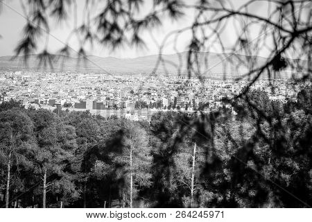 Day In Forest Of Oujda In Black And White