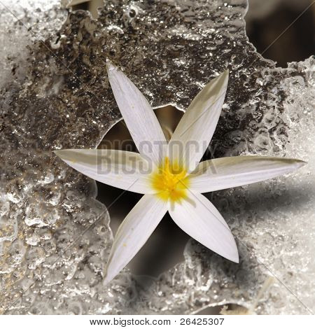 snowdrop primavera en hielo