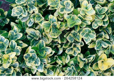Green Leaf Pattern Background, Top View From Above
