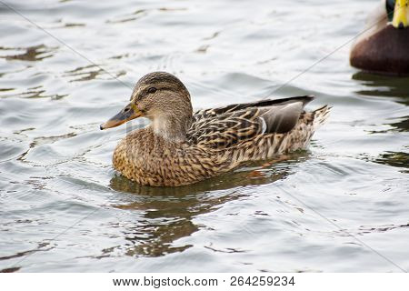 Female Mallard Duck. Portrait Of A Duck With Reflection In Clean Water.