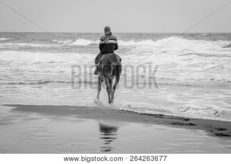 Horse In Saaidia Beach