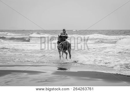 Horse In Saaidia Beach