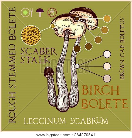 Brown-cap Boletus In Engraved Style. Subscribed With Characteristics And Several Titles. Vector Illu