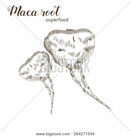 Maca Root Isolated On White Background. Superfood Root Hand Drawn Sketch.