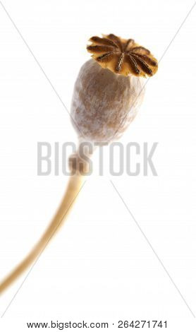 Dried Poppy Seed Pods Of Breadseed Poppy