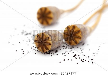 Dried Poppy Seed Pods Of Breadseed Poppy