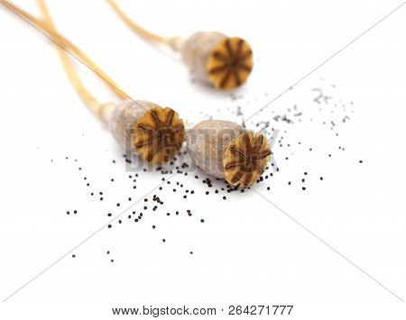 Dried Poppy Seed Pods Of Breadseed Poppy