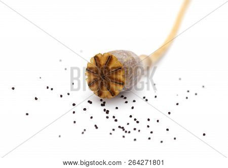 Dried Poppy Seed Pods Of Breadseed Poppy